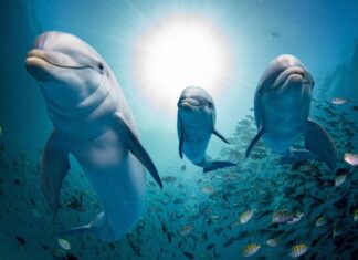 Κορινθιακός κολπος: Εκεί όπου τα δελφίνια ζουν αρμονικά