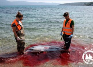 Ποιοι δολοφονούν δελφίνια και φώκιες στο Αιγαίο;