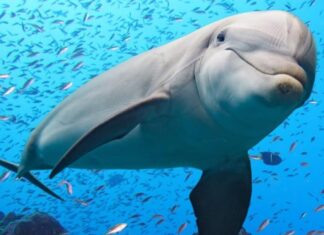 Δελφίνια: Η ελληνική μυθική τους καταγωγή