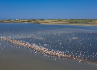 Σμήνος φλαμίνγκο «βάφει» ροζ τον υγροβιότοπο του Αγίου Μάμα