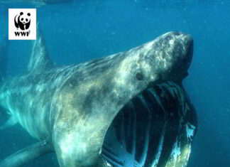 Ο προσκυνητής δεν «δαγκώνει» ποτέ