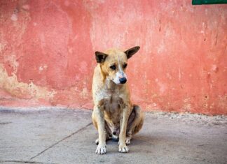 Ιστορίες υιοθεσίας άρρωστων αδέσποτων ζώων