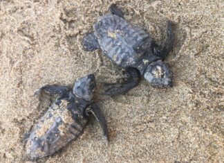 Προστατεύοντας τις caretta-caretta στην εποχή του covid-19