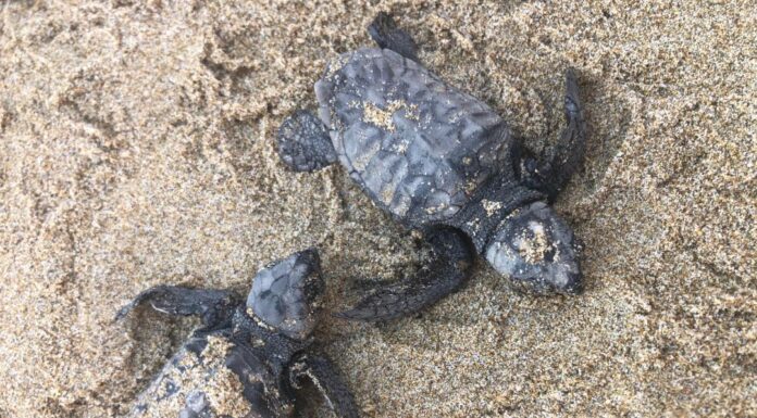 Προστατεύοντας τις caretta-caretta στην εποχή του covid-19