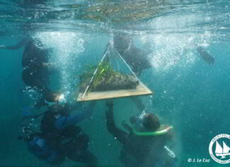 Φυτεύοντας τους Υποβρύχιους Κήπους του Αιγαίου