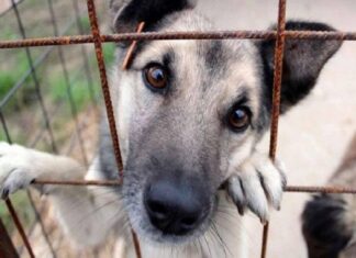Έτσι θα μπει τέλος στον βασανισμό και στην εγκατάλειψη των ζώων