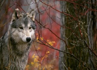 Όταν την προβιά τη φοράει η «κοκκινοσκουφίτσα»