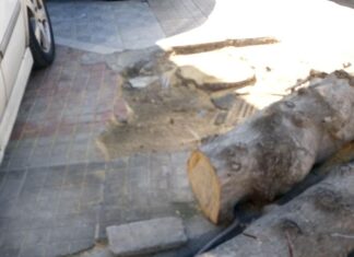 Θηβών: Σπέρνουν τσιμέντο, θερίζουν δέντρα