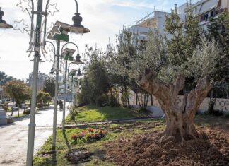 Μία υπεραιωνόβια ελιά μεταφυτεύτηκε στον Δήμο Πετρούπολης
