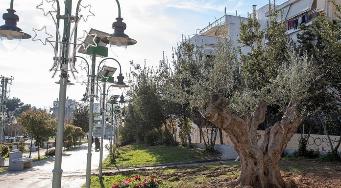 Μία υπεραιωνόβια ελιά μεταφυτεύτηκε στον Δήμο Πετρούπολης