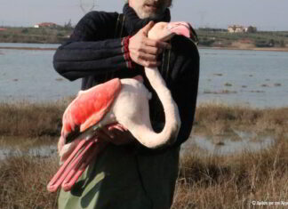 Φλαμίνγκο πεθαίνουν «άσφαιρα» σκάγια