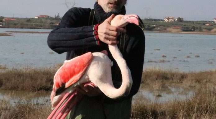 Φλαμίνγκο πεθαίνουν «άσφαιρα» σκάγια