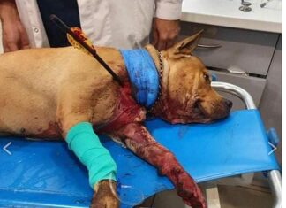 Σκότωσε με τόξο σκυλί στην Πετρούπολη