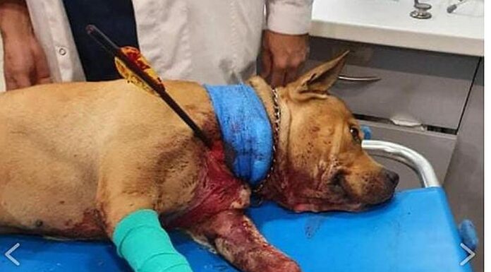 Σκότωσε με τόξο σκυλί στην Πετρούπολη