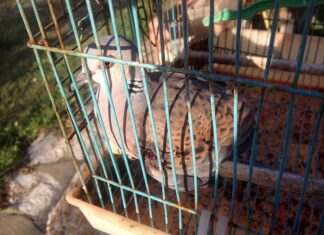 Αιματηρή υποδοχή των Τρυγονιών στα Ιόνια νησιά