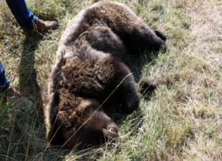 Νεκρή από σφαίρες αρκούδα στο Βροντερό Πρέσπας