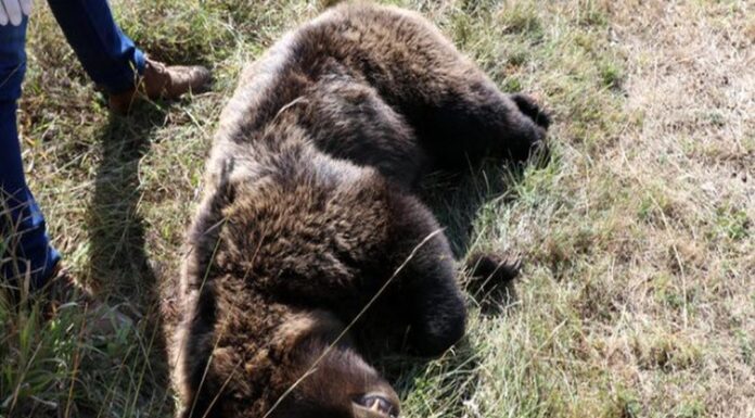 Νεκρή από σφαίρες αρκούδα στο Βροντερό Πρέσπας