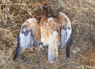 Νεαρός Σπιζαετός νεκρός από πυροβολισμό