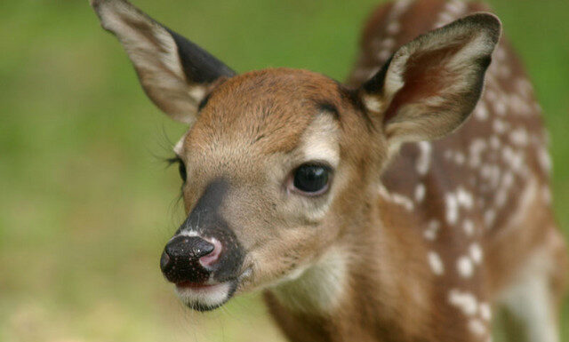 Ελάφι: Γιατί απειλείται με αφανισμό;