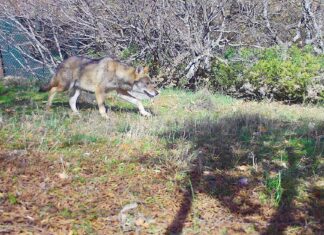 Το νεαρό τσακάλι η Λίνα, και τα λυκάκια Σκαρ και Σίμπα έτοιμα για την επανένταξη τους στο δάσος
