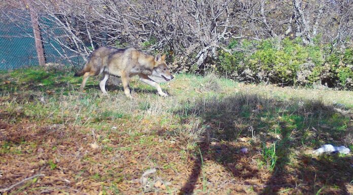 Το νεαρό τσακάλι η Λίνα, και τα λυκάκια Σκαρ και Σίμπα έτοιμα για την επανένταξη τους στο δάσος
