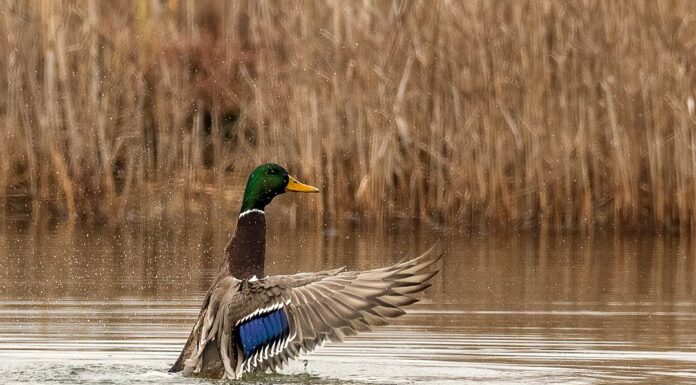 Σε πτώση οι πληθυσμοί υδρόβιων πουλιών και στην Ελλάδα