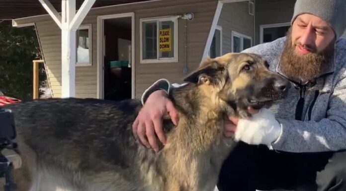 Λυκόσκυλο σώζει το αφεντικό του οδηγώντας αστυνομικούς στο σημείο του ατυχήματός του