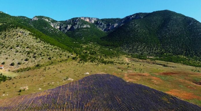 Τα χωράφια στην Κοζάνη “βάφονται” μωβ