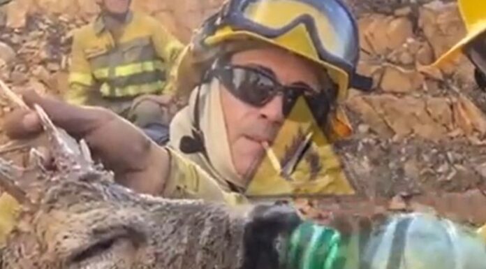 Πυροσβέστες δίνουν νερό σε ένα ελάφι