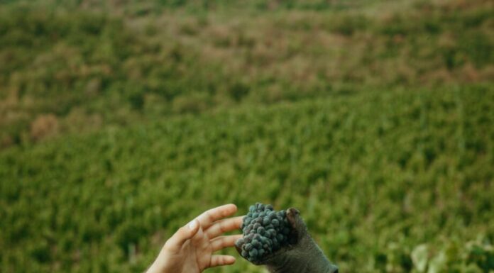 Όλγα Δέικου : Οι άνθρωποι του μόχθου είναι οι πιο σημαντικοί στην διαδικασία του τρύγου