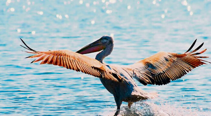 Λιμανάκι Αιτωλικού: Ένας παράδεισος για τους αργυροπελεκάνους
