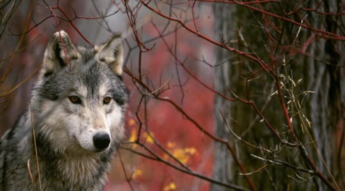 Τι δεν ξέρατε για τους λύκους