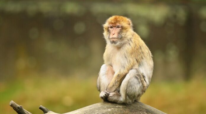Αισθάνονται τα ζώα την αδικία από τους ανθρώπους;