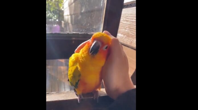 Αν είσαι…χαδιάρης