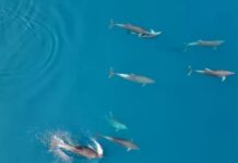 Η αγέλη δελφινιών που μαγνητίζει τα βλέμματα