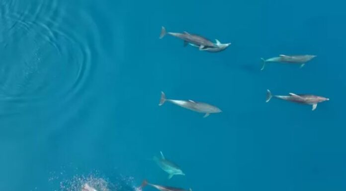 Η αγέλη δελφινιών που μαγνητίζει τα βλέμματα