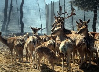 Τροφές για τη σίτιση των ελαφιών της Ρόδου στέλνει Αγροτικός Συνεταιρισμός Λήμνου