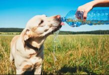 Mέτρα προστασίας των αδέσποτων και δεσποζόμενων ζώων
