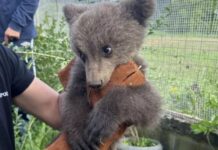 Ορφανό αρκουδάκι βρήκε καταφύγιο σε αυλή σπιτιού