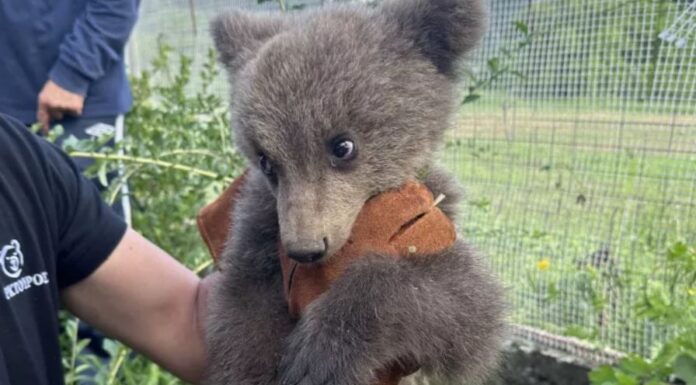 Ορφανό αρκουδάκι βρήκε καταφύγιο σε αυλή σπιτιού