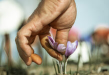 Η συγκομιδή του κρόκου Κοζάνης μέσα από το φακό του Δημήτρη Βαβλιάρα