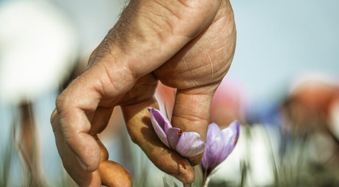 Η συγκομιδή του κρόκου Κοζάνης μέσα από το φακό του Δημήτρη Βαβλιάρα