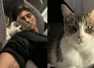 Ο απόλυτος παράγοντας του καλοκαιριού είναι… γάτα