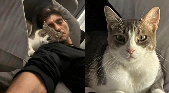 Ο απόλυτος παράγοντας του καλοκαιριού είναι… γάτα