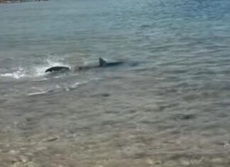 Καρχαρίας εμφανίστηκε στα ρηχά στις Κεχριές Κορίνθου