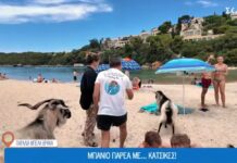 Οι τράγοι στην παραλία της Μπέλα Βράκα