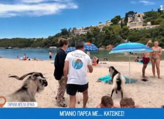 Οι τράγοι στην παραλία της Μπέλα Βράκα
