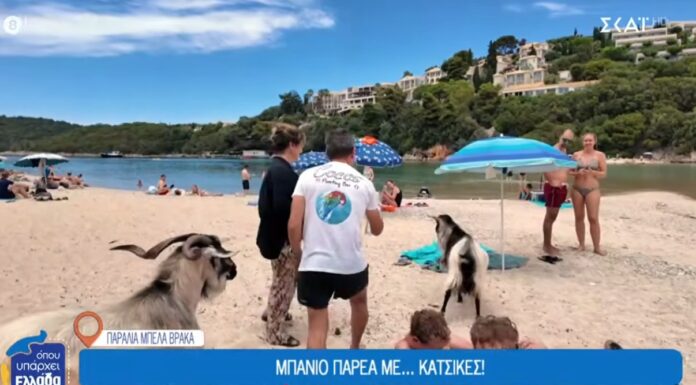 Οι τράγοι στην παραλία της Μπέλα Βράκα