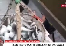 Αργοσαρωνικός: Γέμισαν τα δίχτυα με λαγοκέφαλους