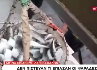 Αργοσαρωνικός: Γέμισαν τα δίχτυα με λαγοκέφαλους